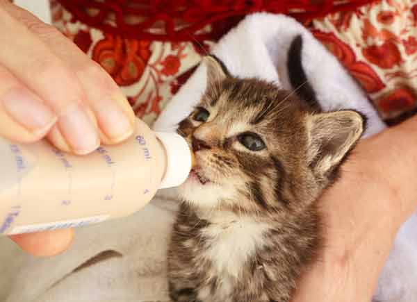 شیر خشک بچه گربه