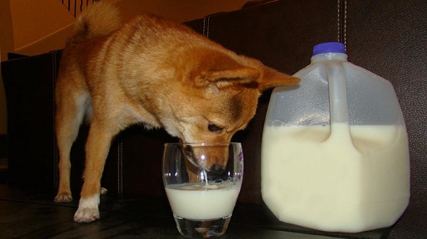 خرید شیر خشک سگ